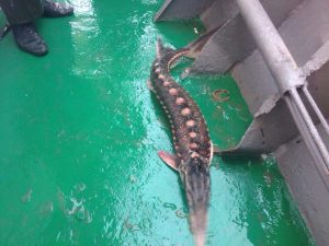 sturgeon 300x225 - Через 2 км незаконно встановлених сіток загинули 7 дельфінів, двох осетрів вдалося  врятувати